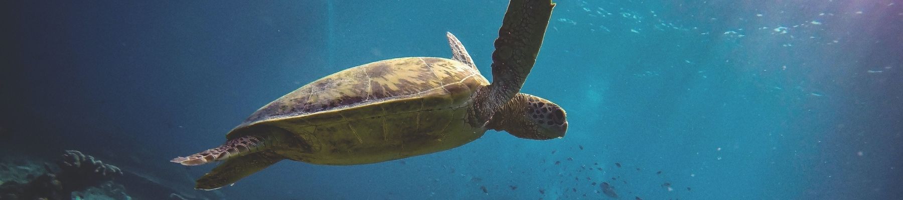 Honu - Green Hawaiian Sea Turtle